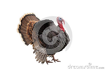 Turkey Stock Photo