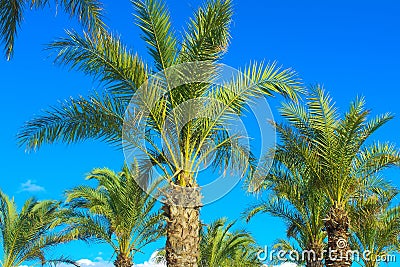 Palm tree tops Stock Photo