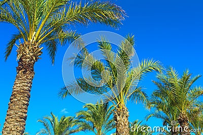 Palm tree tops Stock Photo