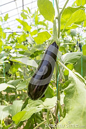 Eggplant field greenhouse Stock Photo