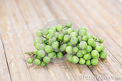 Turkey berry Stock Photo