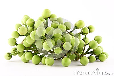 Turkey berry fruit. Stock Photo