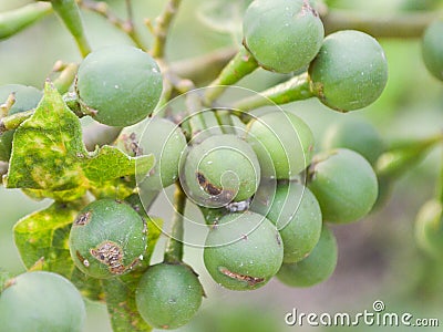 Turkey berry Stock Photo