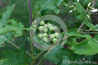 Turkey berry or Solanum torvum is an eggplant plant for fruit organic vegetables Natural background Stock Photo