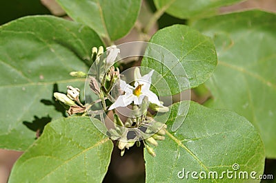 Turkey Berry White flower Stock Photo