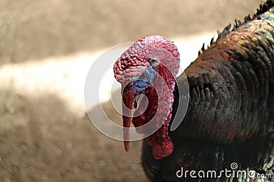 The Turkey bird is important looking bright red head at close range Stock Photo