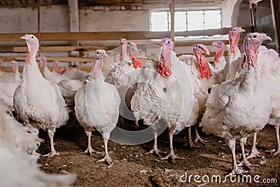 Turkey bird at the poultry farm. White young turkeys Stock Photo