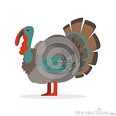 Turkey bird, poultry farming vector Illustration Vector Illustration