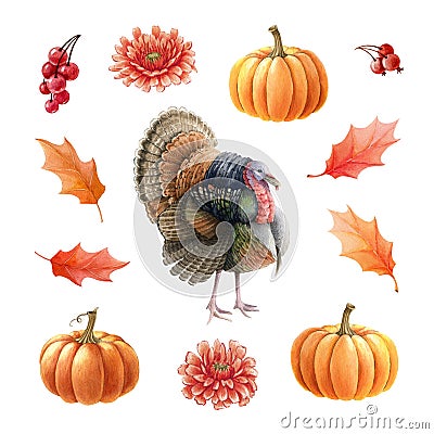 Turkey bird, pumpkins, leaves, berries set. Watercolor thanksgiving illustration. Festive autumn decoration. Turkey bird Cartoon Illustration