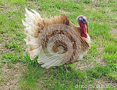 Turkey with brown feathers in the courtyard Stock Photo