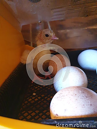 Turkey chick in incubator Stock Photo