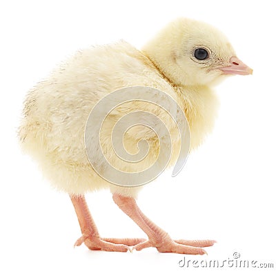 Turkey chick Stock Photo