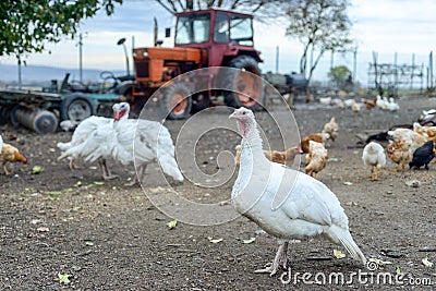 Turkey And Chickens In Yard Stock Photo