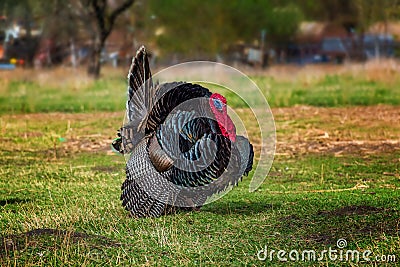 Turkey Stock Photo