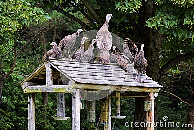 Turkey family gathereing on top of bird feeders Stock Photo