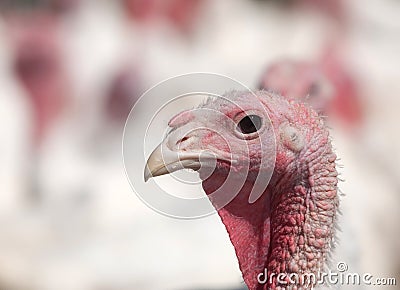 Turkey on a farm Stock Photo