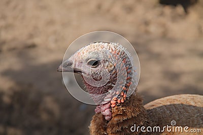 Turkey Farm Bird. Stock Photo