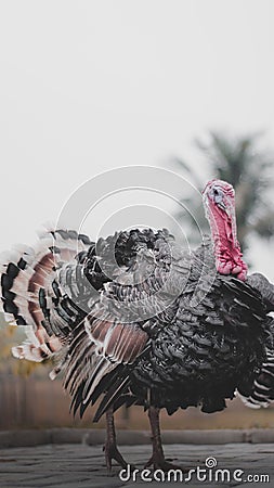 Turkey farm, Bogor Stock Photo