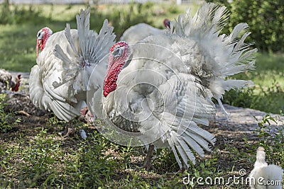 Turkey Stock Photo