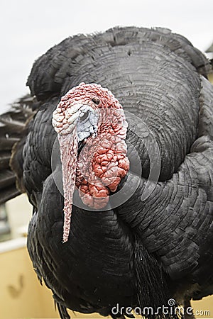 Turkey in farm Stock Photo