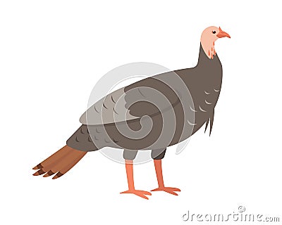 Turkey female bird icon. Domestic farm or wild turkey. Vector Illustration