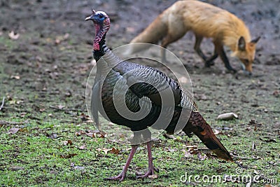 Turkey Fox Stock Photo