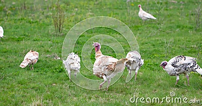 Turkey in the grass. Domestic bird. Flock of turkeys Stock Photo