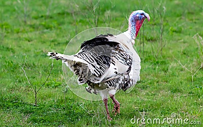 Turkey in the grass. Domestic bird. Flock of turkeys Stock Photo