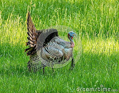 Turkey Great Smoky Mountains National Park Stock Photo