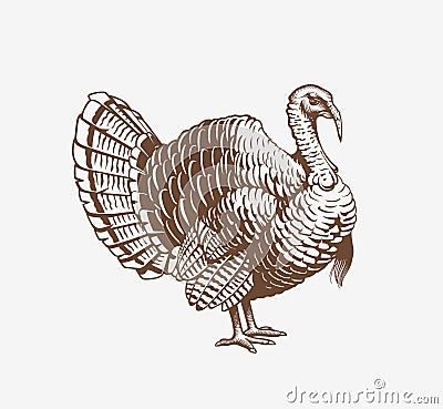 Turkey hand drawn illustration in engraving or woodcut style. Gobbler meat and eggs vintage produce elements. Badges and Vector Illustration