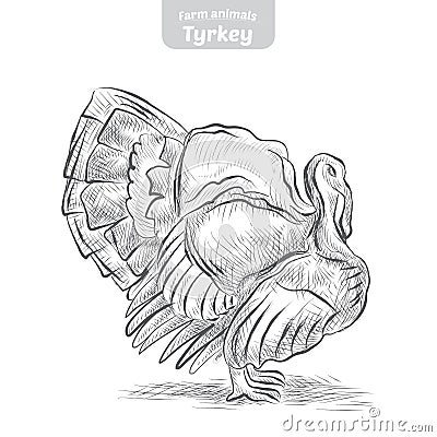 Turkey hand-drawn vector illustration. Vector Illustration