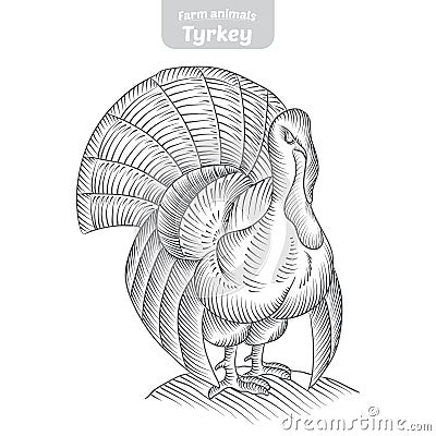 Turkey hand-drawn vector illustration. Vector Illustration