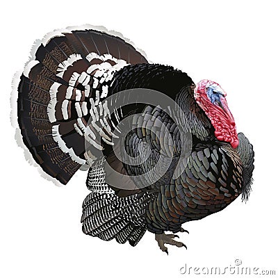 Turkey Vector Illustration