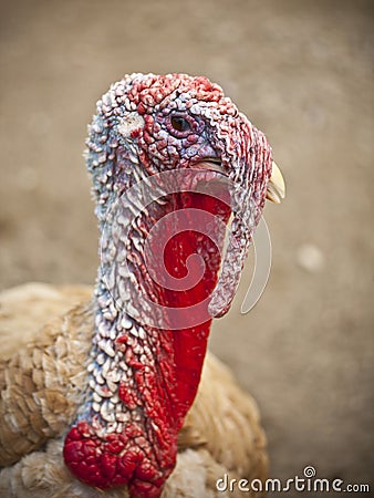 Turkey head Stock Photo