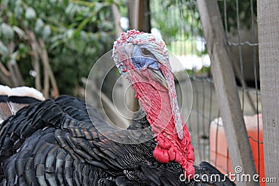 Turkey head Stock Photo