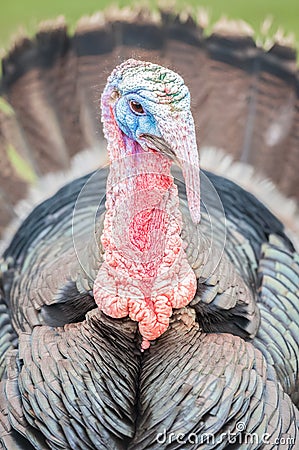 Turkey head closeup Stock Photo