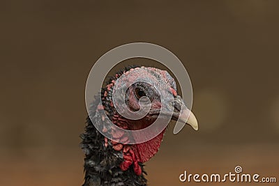 Turkey head detail with color nice background Stock Photo
