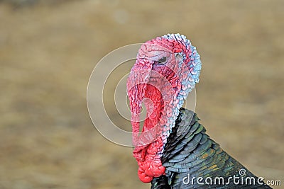 Turkey head with snood and wattle (skin folds) Stock Photo