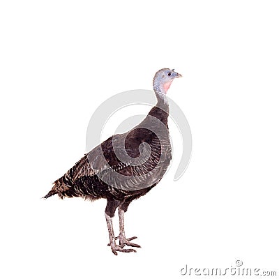 Turkey hen on white Stock Photo