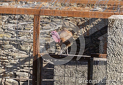 Turkey locked in its cage Stock Photo