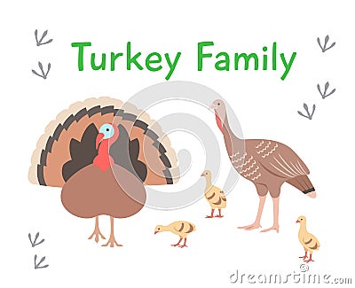 Turkey male and female with poults in different poses isolated on white Vector Illustration