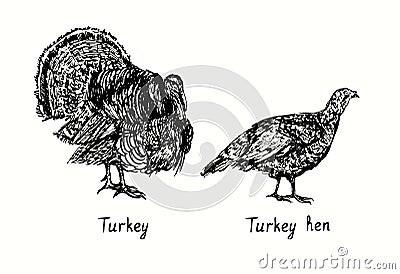 Turkey male and female side view. Ink black and white doodle drawing Vector Illustration