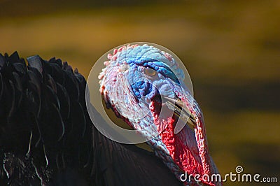 Turkey Stock Photo