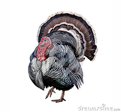 The turkey Meleagris gallopavo Cartoon Illustration