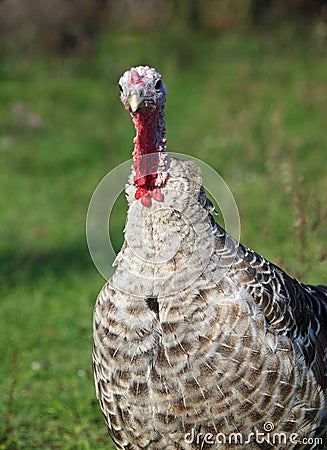 Turkey on natural background Stock Photo