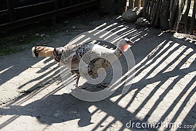 Turkey near the fence Stock Photo