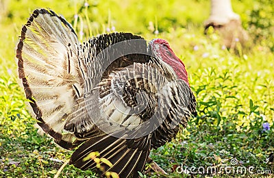 Philippine Turkey Stock Photo