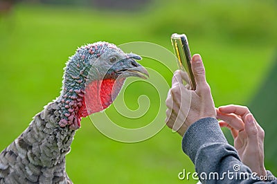 Turkey portrait close-up making by cell phone on blurred background Stock Photo