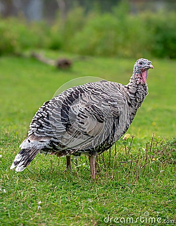 Turkey portrait close-up on wildlife nature background Stock Photo