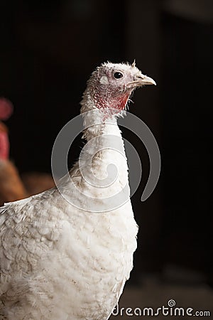 Turkey portrait Stock Photo